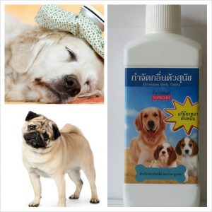หมาตัวเหม็น, กลิ่นตัวสุนัข